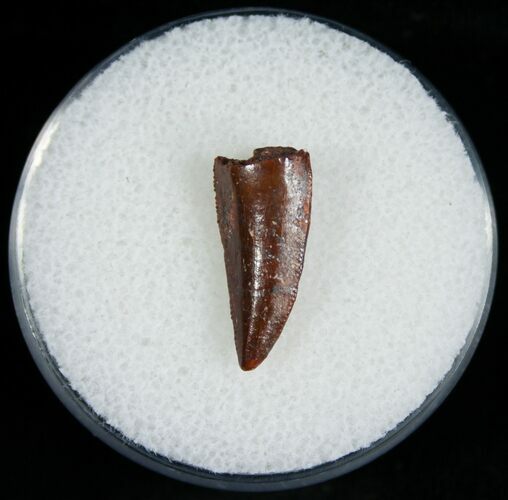 Worn Raptor Tooth From Morocco - #6905